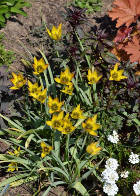 Tulipa_orphanidea_flava.16-2.jpg