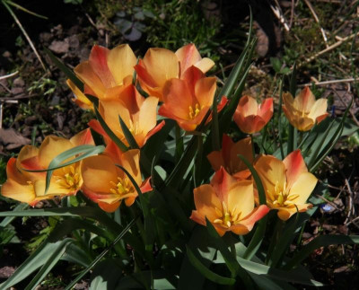 TulipaBatalini1ZuschnKl_2017.JPG