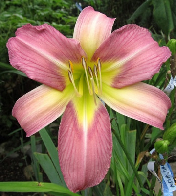 IMG_5795 Nova Lavender VT 2 small.JPG