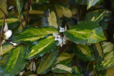 Elaeagnus_pungens-Maculata.17-2.jpg