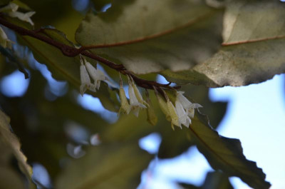 Elaeagnus_pungens-Maculata.17-3.jpg