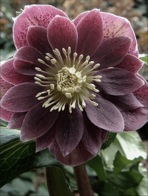 Helleborus_2.2.07..jpg