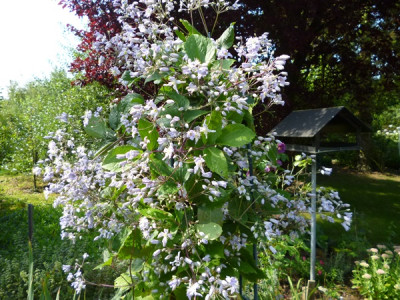 Clematis Jouiniana Mrs Robert Brydon 004.JPG
