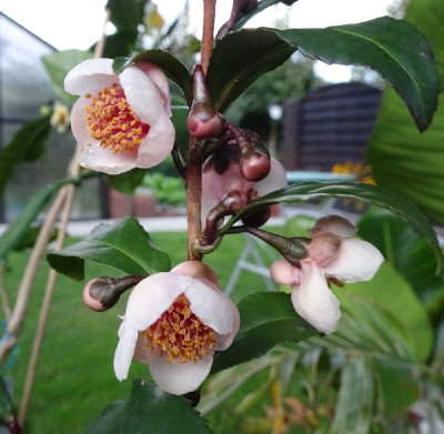 Rote sinensis.jpg