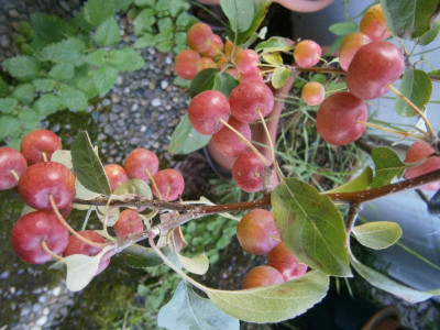Äpfel 2017 018.JPG