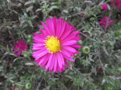IMG_4696.JPG