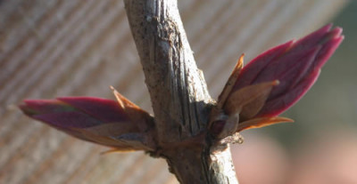 DSCN1077_Lonizera_.jpg