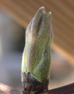 DSCN1073_Clematis_.jpg