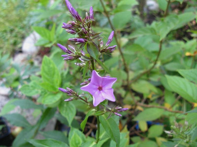 IMG_8907.JPG