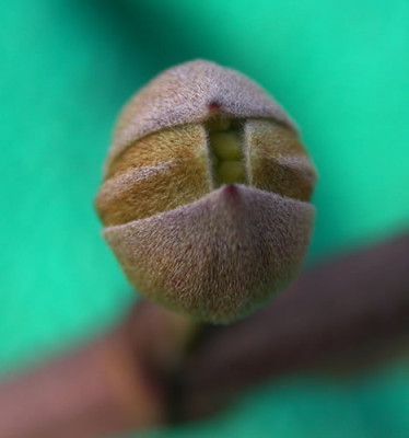 DSCN1092_Cornus_mas_.jpg