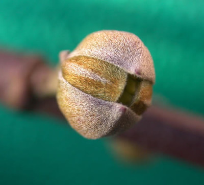 DSCN1098_Cornus_mas_2_.jpg