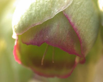 DSCN1087_Helleborus_.jpg