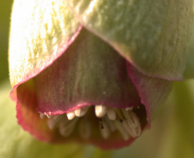 DSCN1088_Helleborus_2_.jpg