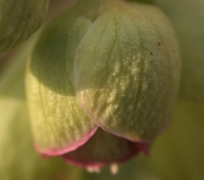 DSCN1089_Helleborus_3_.jpg