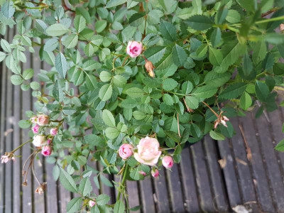 20170912_173135.jpg