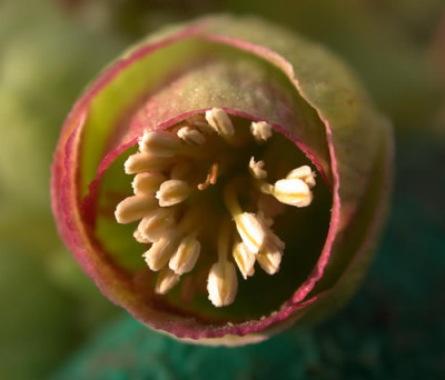 DSCN1102_Helleborus_4_.jpg