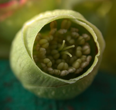 DSCN1103_Helleborus_5_.jpg