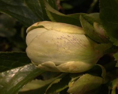 DSCN1108_Helleborus_6_.jpg