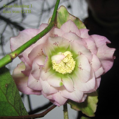 Susa-Samling_1_40781.jpg