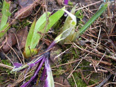 Schneckenopfer_2.jpg