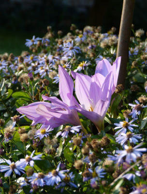 2017-09-13 Colchicum 1.jpg