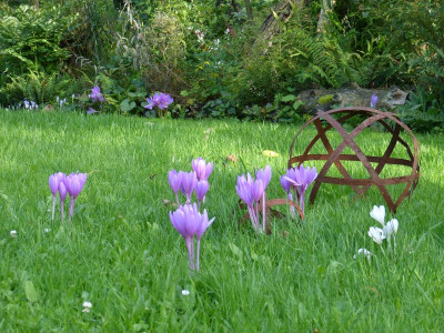 2017-09-13 Colchicum 2.jpg