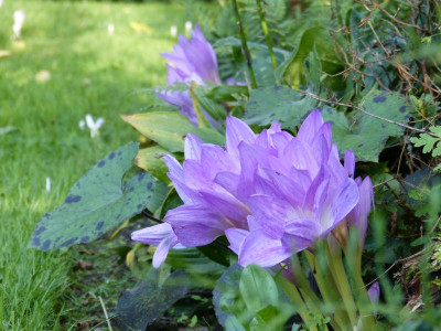 2017-09-13 Colchicum 3.jpg