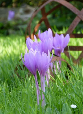 2017-09-13 Colchicum 4.jpg