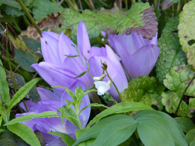 2017-09-13 Lathyrus vernus.jpg