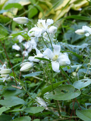 2017-09-13 Clematis x jouiniana 'Mrs Robert Brydon'.jpg