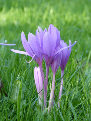 2017-09-13 Colchicum 5.jpg