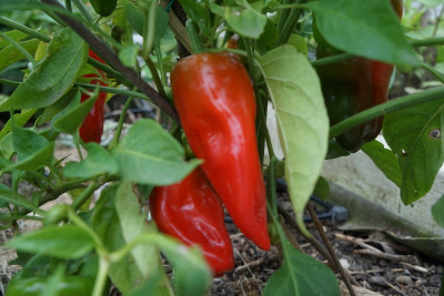 PimientosDePadron_klein.JPG