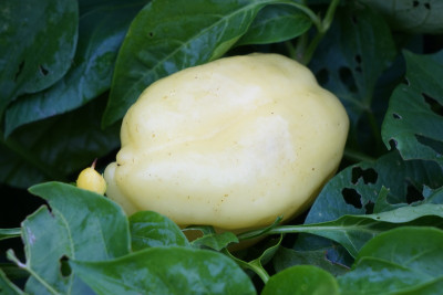 AlbaRegia_klein.JPG