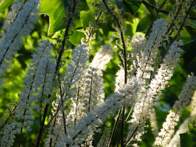 2017-09-14 Gartenimpressionen 3.jpg