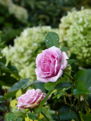 2017-09-14 Gartenimpressionen 5.jpg