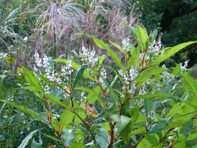 2017-09-14 Persicaria wallichii.jpg
