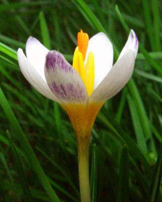 Crocus_sieberi_07-01.jpg