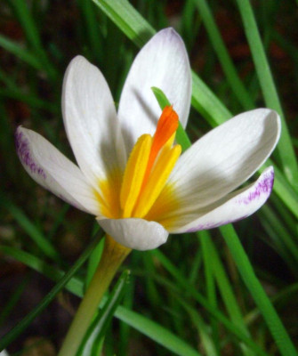 Crocus_sieberi_07-02.jpg
