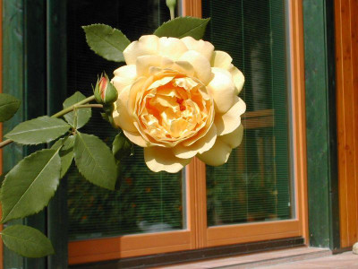 englische_rose.jpg