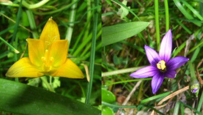 Romulea_07.jpg