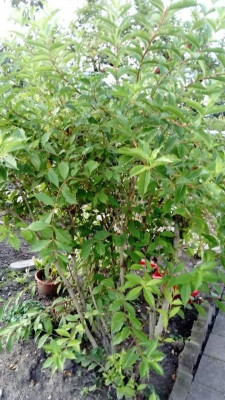 IMG-20170914-WA0001.jpg