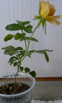 FDxHD4_0917_02.JPG