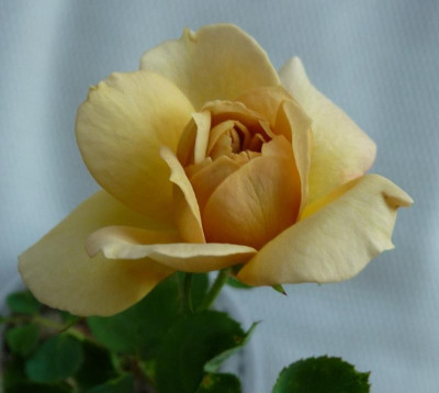 FDxHD4_0917_06.JPG
