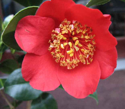 3.2.07._Camellia_Kimberley_006.JPG