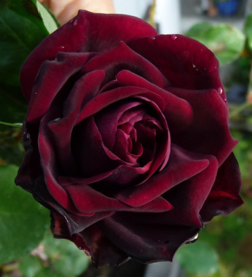 FDub_0917_.JPG