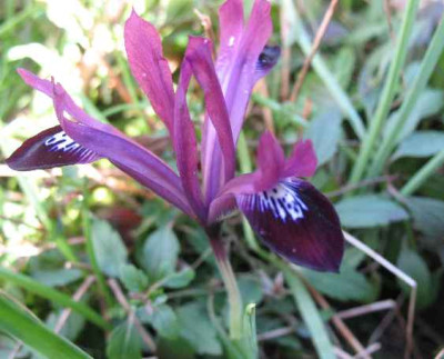 3.2.07._Iris_reticulata_Pauline_010.JPG