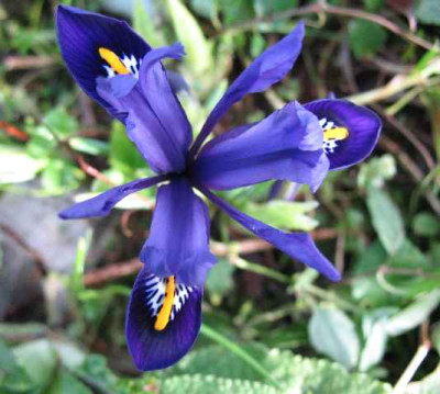 3.2.07._Iris_reticulata_Pixie_007.JPG