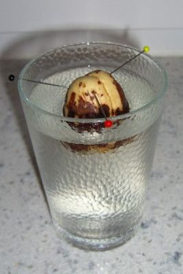 Avocadoglas_k.jpg