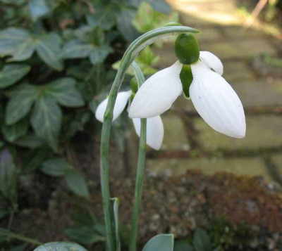 3.2.07._Galanthus_elwesii_An._a._Han._012.JPG
