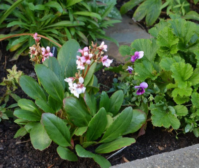 Bergenia-DragonflyAngelKiss.17-1.jpg